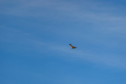 Oxfordshire: red kite