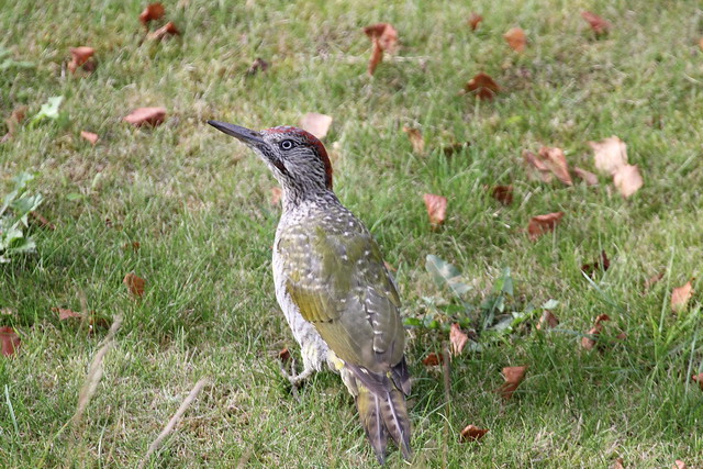 Young Green Woodpecker (3 of 3)