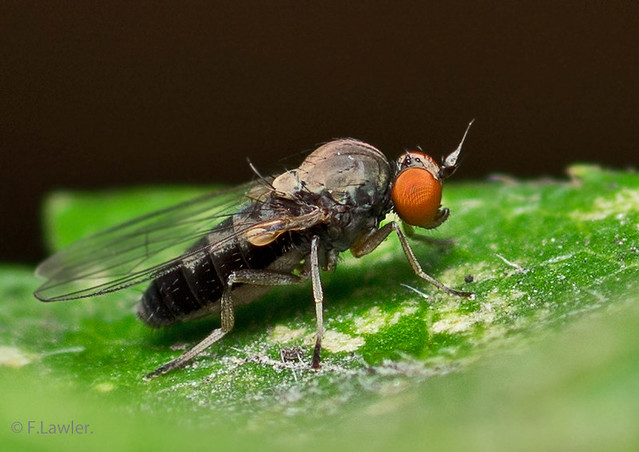 Fly…Callomyiinae