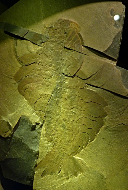 Anomalocaris canadensis 2 (17-8-22 Museo nacional de historia natural de Luxemburgo)