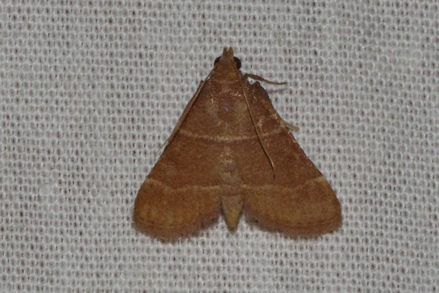 ecosystem/fauna/Pyralid Moth (Bostra astigma)