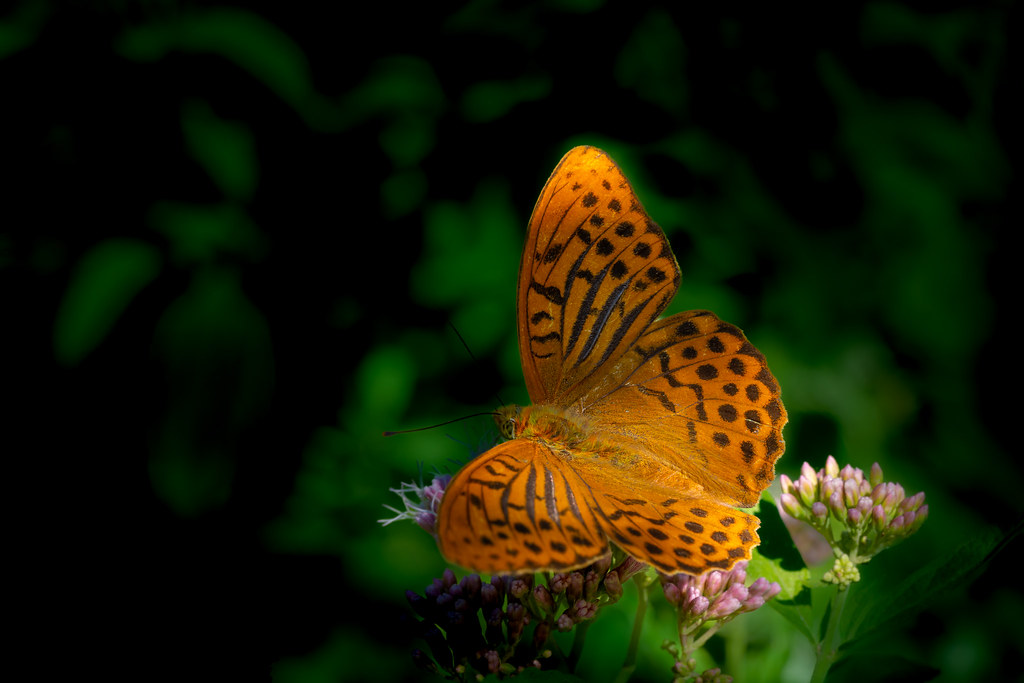 Into the shadow (Argynnis paphia male)