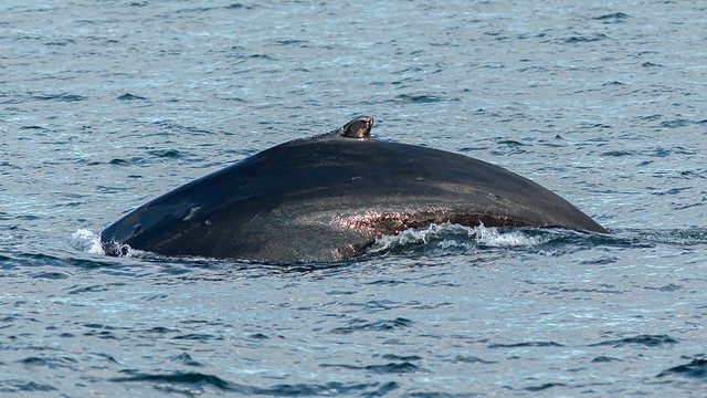 Baleine à bosse / Humpback whale