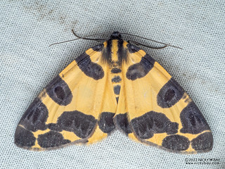 Panther moth (Pantherodes conglomerata) - P6143718
