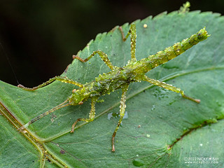Stick insect (Phasmida) - P6143564