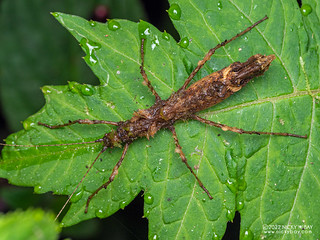 Stick insect (Phasmida) - P6143479