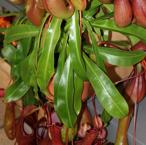 Nepenthes - plantes carnivores tropicales  52318708406_e65fc389d5