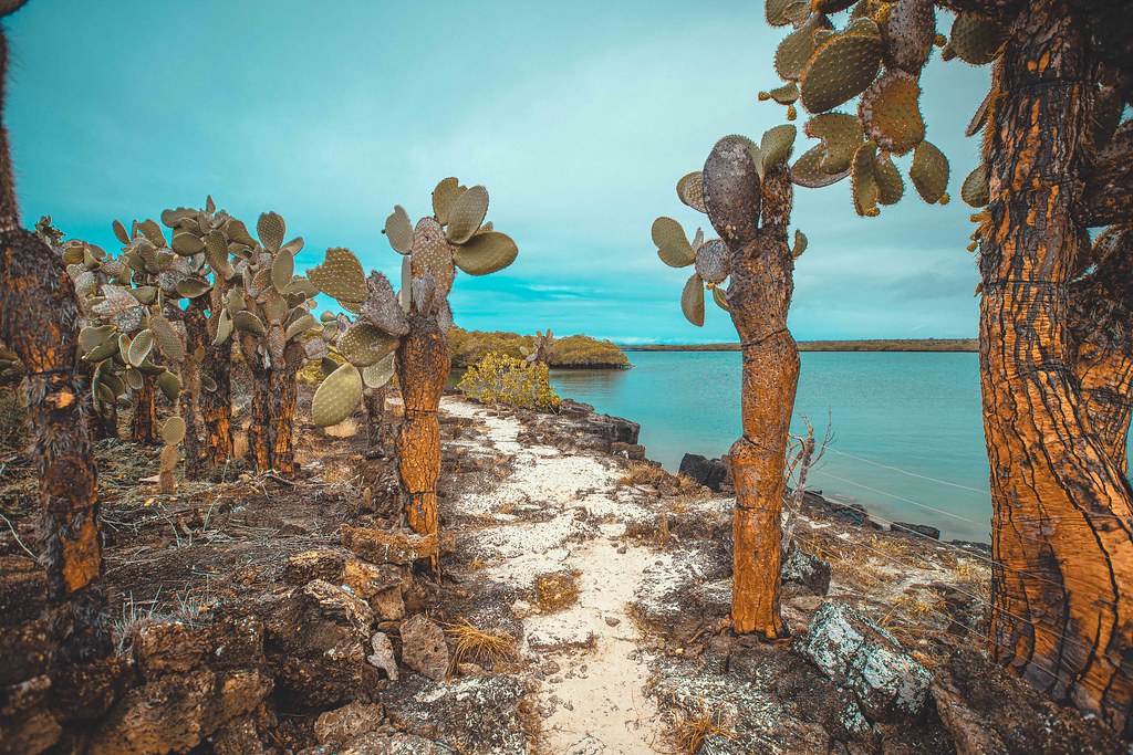 Tortuga Bay, Santa Cruz, Galápagos