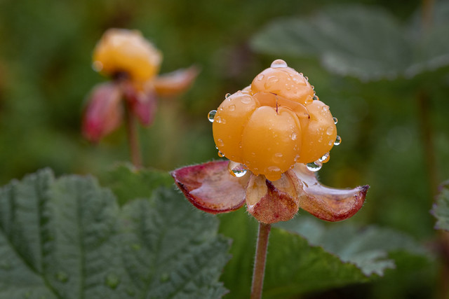 Wet cloudberries