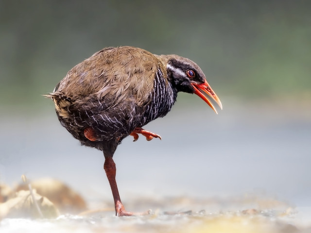 Okinawan Rail. Hypotaenidia okinawae