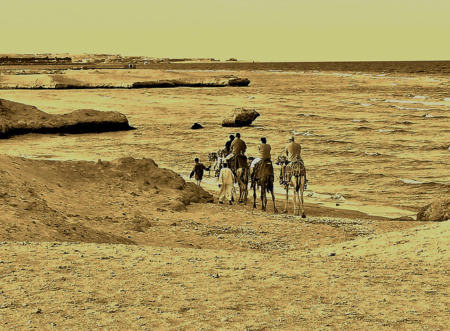 ÄGYPTEN, Makadi Beach bei Hurghadi, mit den Kamelen am Roten Meer , 80034/21034