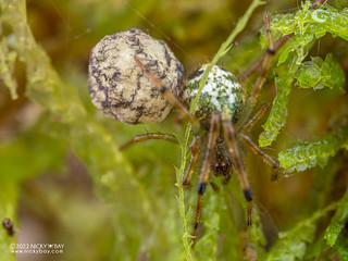 Comb-footed spider (Kochiura sp.) - P6143518