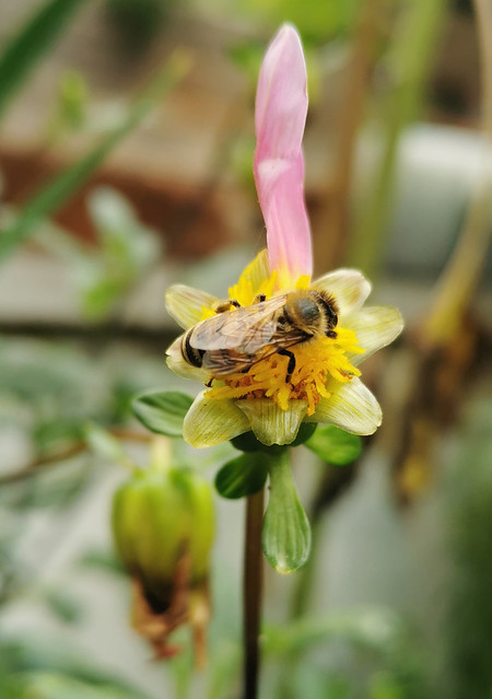 Bee on Dahlia 22-08-29 (02)