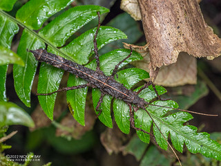 Stick insect (Phasmida) - P6143594