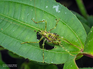 Moss katydid (Tettigoniidae) - P6143528