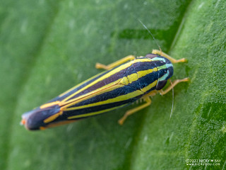 Leafhopper (Cicadellidae) - P6143446