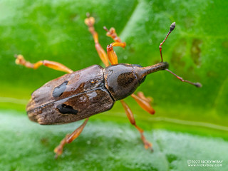 Weevil (Curculionidae) - P6143440