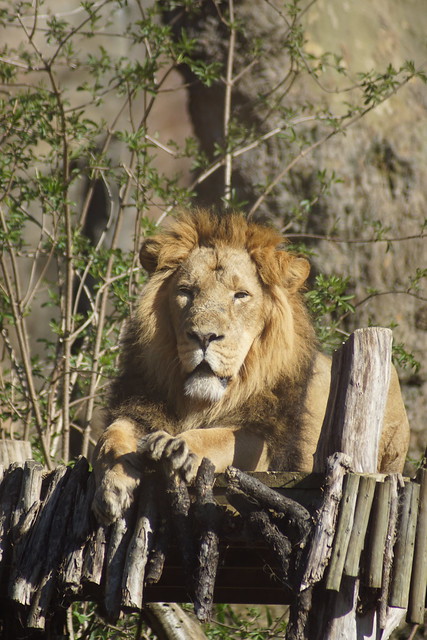 Bhanu, Asiatic Lion (Panthera Leo Persica), Land of the Lions, London Zoo, Outer Circle, Regent's Park, City of Westminster and Borough of Camden, London, NW1 4RY