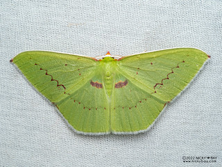 Emerald moth (Rhodochlora basicostalis) - P6143727