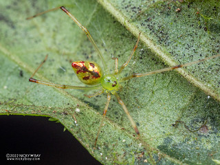 Mirror spider (Thwaitesia sp.) - P6143705