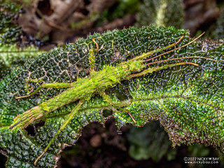 Stick insect (Phasmida) - P6143548