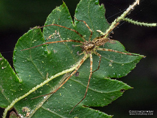 Ghost sac spider (Anyphaenidae) - P6143540