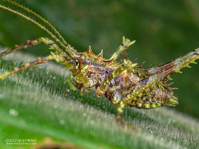 Moss katydid (Tettigoniidae) - P6143513