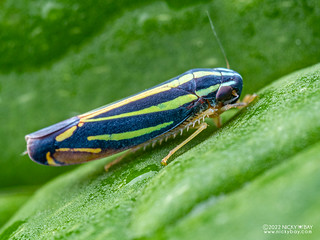 Leafhopper (Cicadellidae) - P6143445
