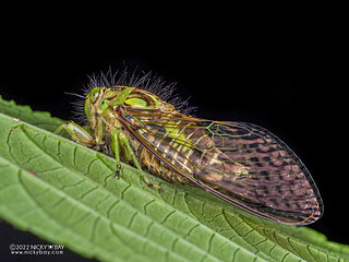 Hairy cicada (Cicadidae) - P6143415