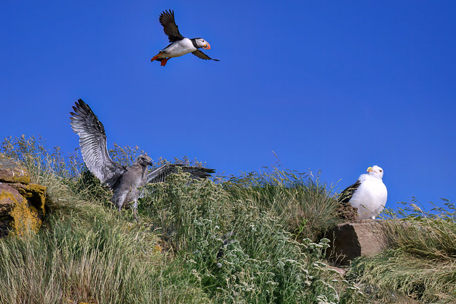 Atlantic Puffin in flight over an anxious Great Black-Backed Gull and her chick on a ledge on Hereford Island off Cape Breton Island, Nova Scotia, Canada