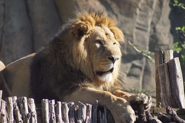 Bhanu, Asiatic Lion (Panthera Leo Persica), Land of the Lions, London Zoo, Outer Circle, Regent's Park, City of Westminster and Borough of Camden, London, NW1 4RY