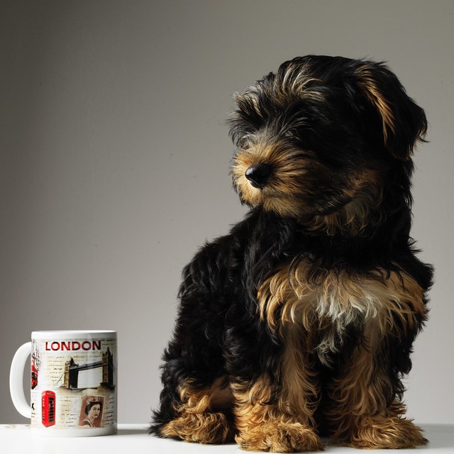Puppy and the mug