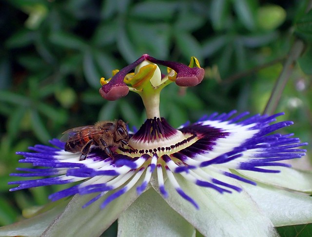 Complexity. Passsiflora caerulea, Passionflower, and Honeybee, Apis mellifera, Hortus Botanicus, Amsterdam, The Netherlands
