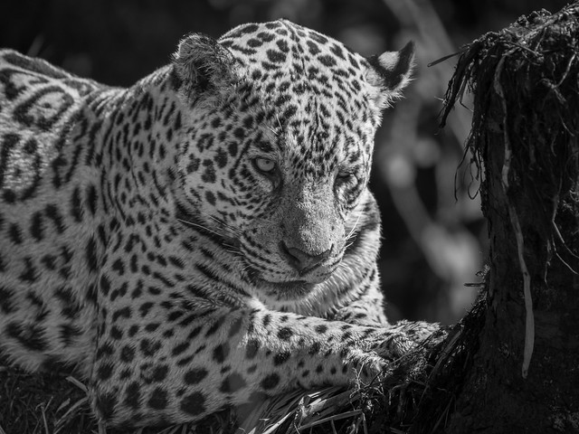 Female Jaguar Sharpening Her Claws in Black & White
