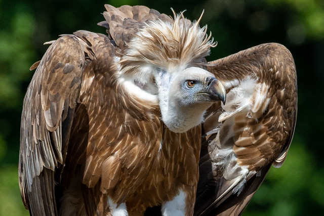 Gänsegeier - Gyps fulvus - griffon vulture