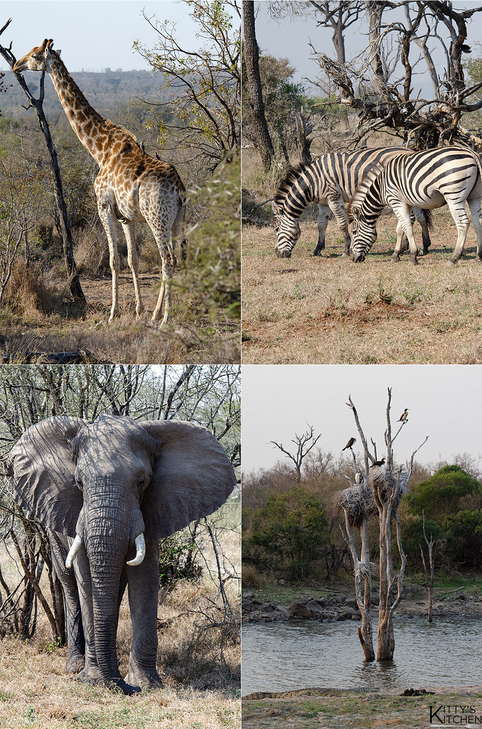 animali, Kruger park, africa, sud africa, safari