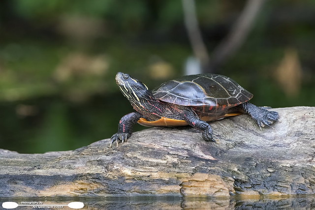 Speedwell Forge Lake Painted Turtle