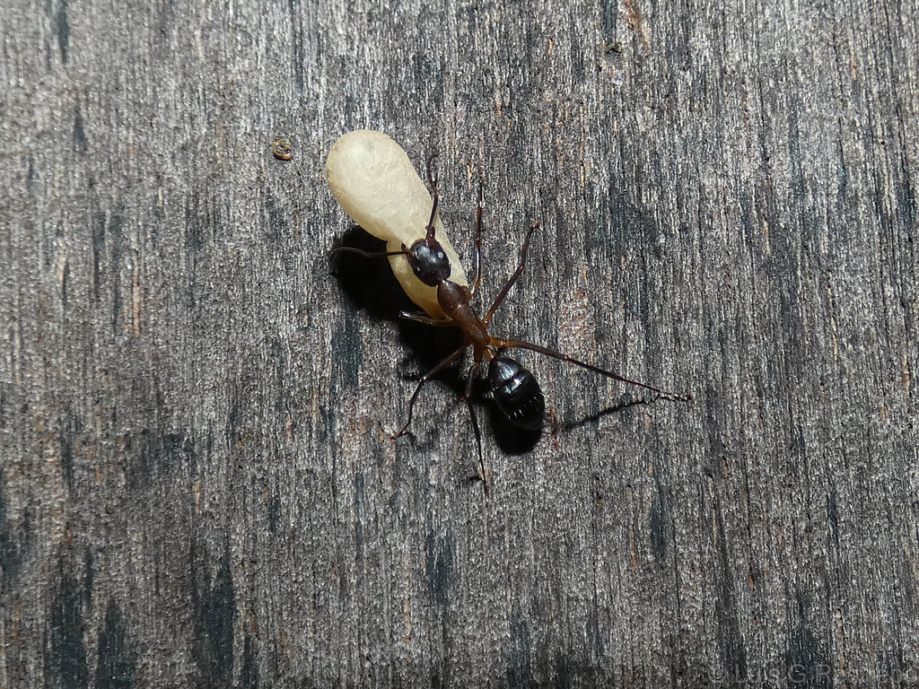 Carpenter Ant (Camponotus sp) {Carrying a pupa}