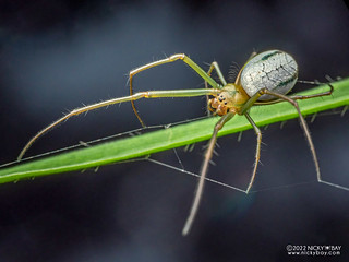 Big-jawed spider (Leucauge sp.) - P6154242