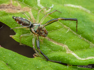 Jumping spider (Salticidae) - P6143921