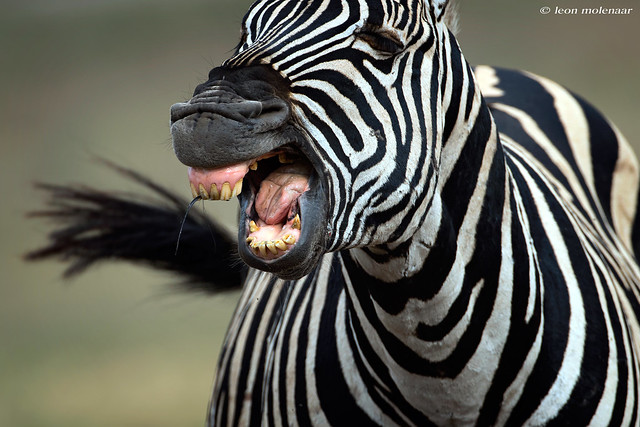 Raging Zebra