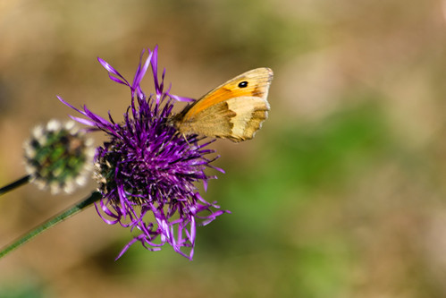 Oxfordshire: gatekeeper butterfly on roadside knapweed
