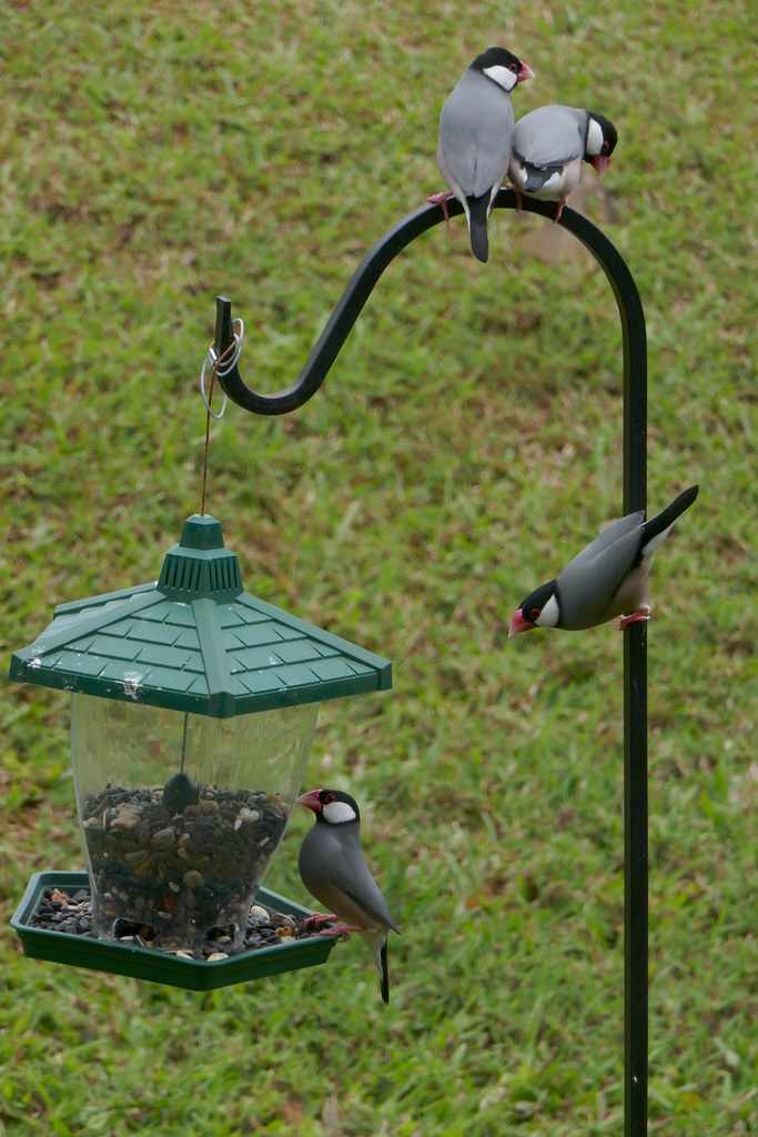 Java Sparrows | Java Sparrows | beppesabatini | Flickr