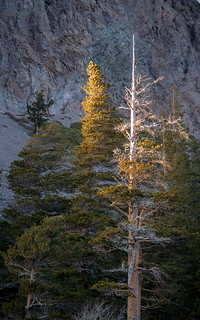 Pines against Mammoth Mountain