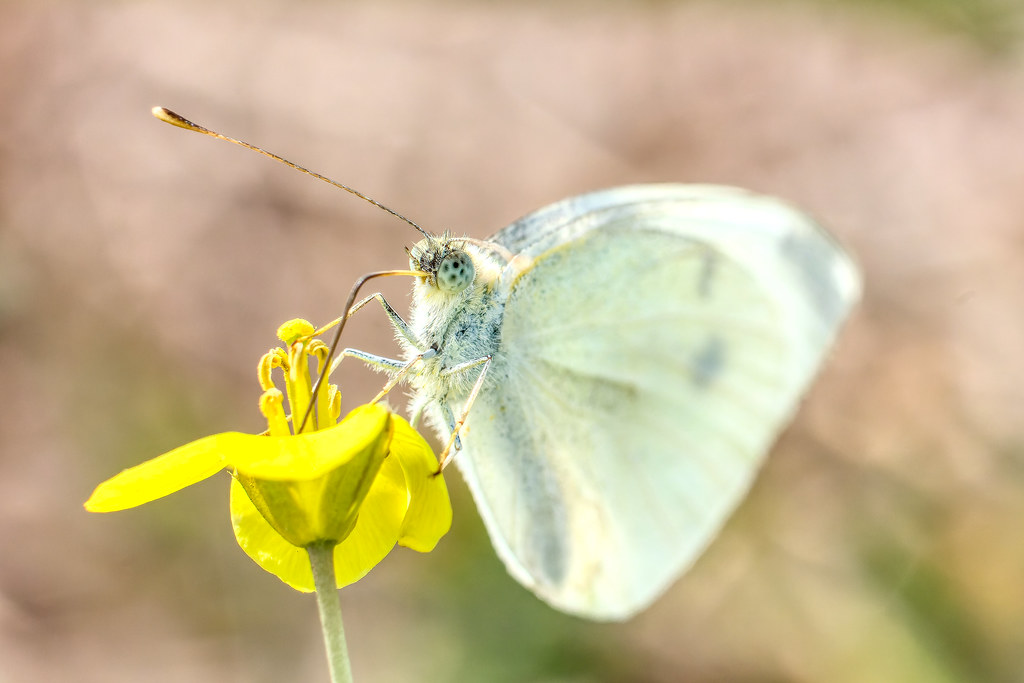 Papillon blanc à la bague allonge