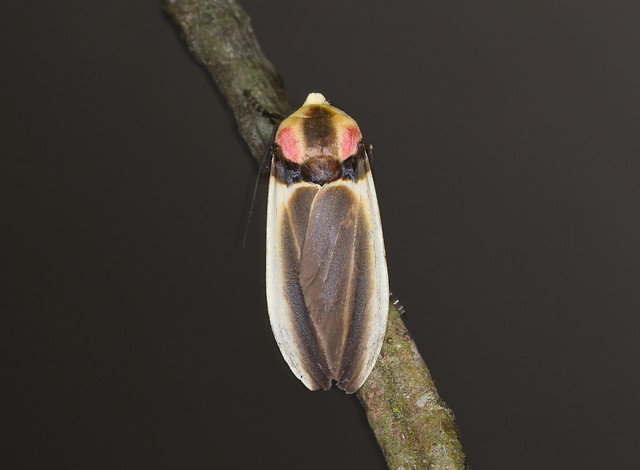 Firefly mimic Tiger Moth --- Cratoplastis diluta