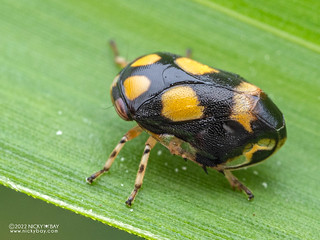 Spittlebug (Clastoptera sp.) - P6154268