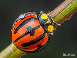 Ladybird beetle (Neda sp.) - P6154193