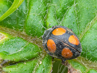 Ladybird beetle (Epilachna sp.) - P6144026