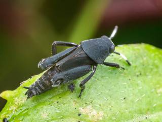 Mud cricket (Ripipterygidae) - P6143773
